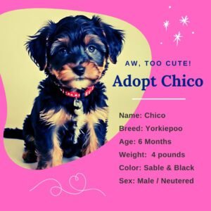 Adopt Chico (concept Instagram post)